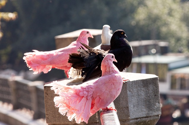 楊政表示 楊政表示